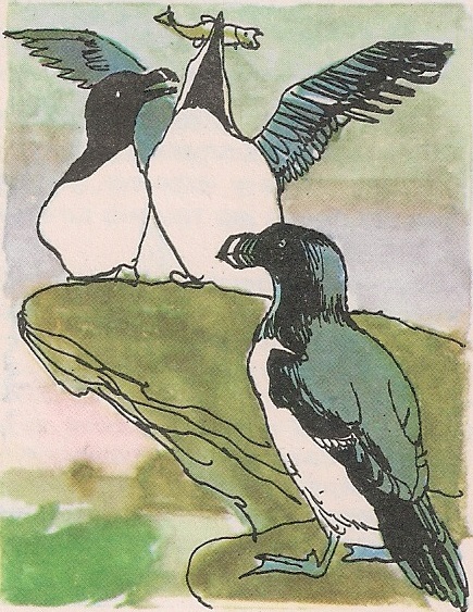 Краљевски пингвин